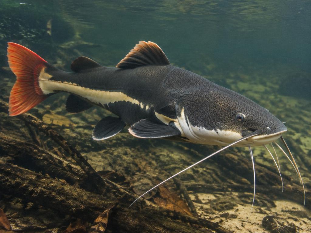 Pirarara (Phractocephalus hemioliopterus)